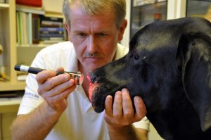 Safe laser - lágylézer terápia állatoknak